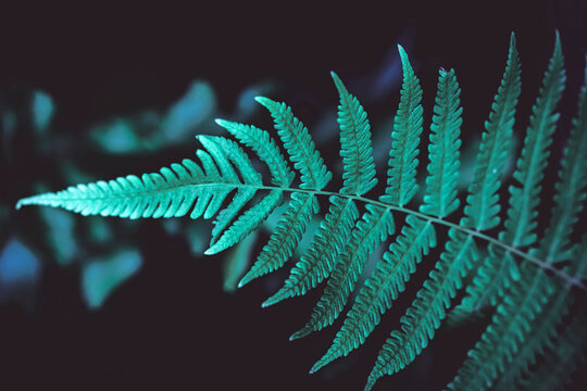 Top View of Fern bush