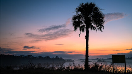 A peaceful sunrise behind a palm tree at Edward Medard Park in Plant City Florida 