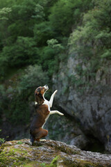 Mixed breed dog raises paw in wild, poised on a mossy rock. Pet in nature 