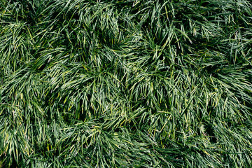 green plants background