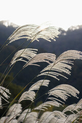 夕日に照らされ輝くススキ