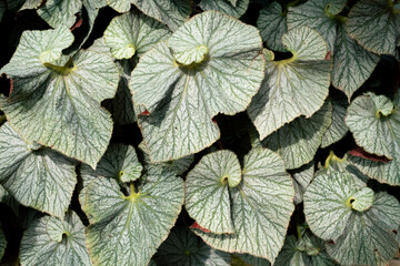 begonia leafs background