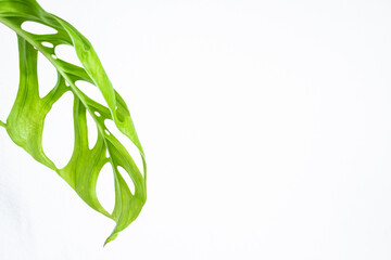 green tropical leaves or monstera adansonii on white background