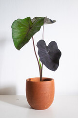 colocasia plant in a pot on table at home