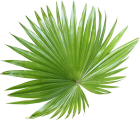 tropical nature green fan palm leaf pattern on transparent background png file - 689929934