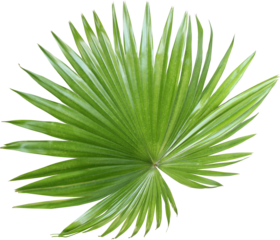 tropical nature green fan palm leaf pattern on transparent background png file