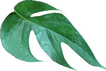 tropical jungle monstera leaves , Swiss Cheese vine leaf tree isolated on transparent background png file © studio2013