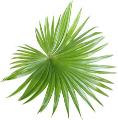 tropical nature green fan palm leaf pattern on transparent background png file