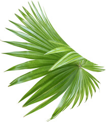 tropical nature green fan palm leaf pattern on transparent background png file - 689929947