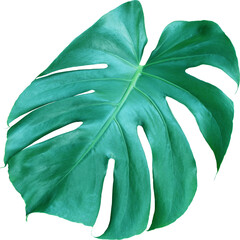 tropical jungle monstera leaves , Swiss Cheese leaf tree isolated on transparent background png file