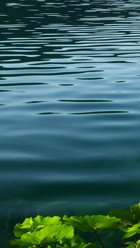 Green Plants and Water Ripples on the Lake Surface in Beautiful Plitvice Lakes National Park in Summer