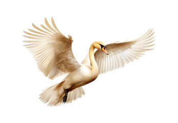 Golden_swan_flying_full_body._No_shadows_highest
