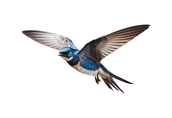 Swallow_flying_full_body._No_shadows_highest_detail_