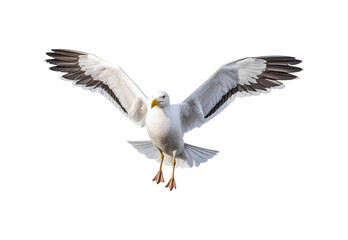 Obraz premium _Seagull_flying_full_body._No_shadows