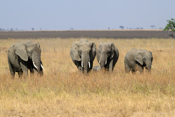 The family group of elephants or a herd foraging in savannah