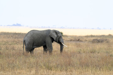 African elephant standing in savannah