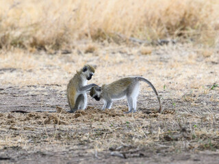 Vervet Monkeys in Serengeti National park, Tanzania, East Africa