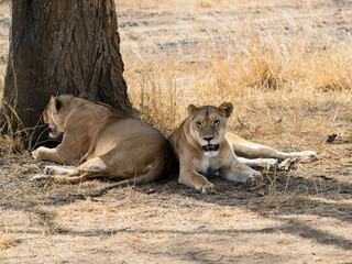 A pair of Lioness resting in the shade of a tree