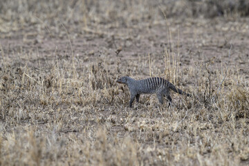 Banded Mongoose walking in Serengeti National park, Tanzania, East Africa