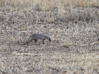Banded Mongoose walking in Serengeti National park, Tanzania, East Africa