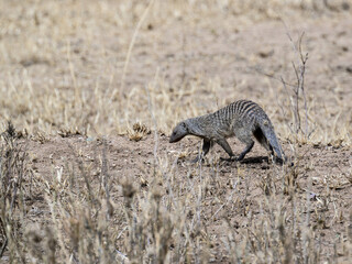 Banded Mongoose walking in Serengeti National park, Tanzania, East Africa