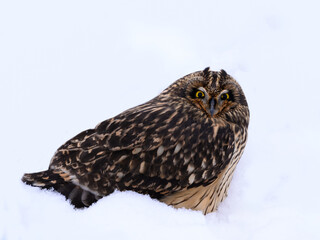 Short-eared Owl closeup portrait on snow in winter