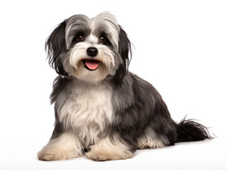 Havanese Dog Studio Shot, Isolated on Clear Background, Generative AI