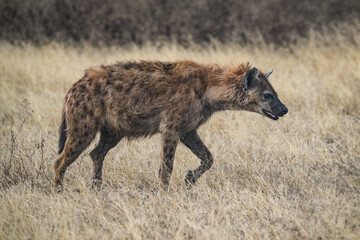 Spotted Hyena walking in Serengeti National park, Tanzania, East Africa, closeup portrait