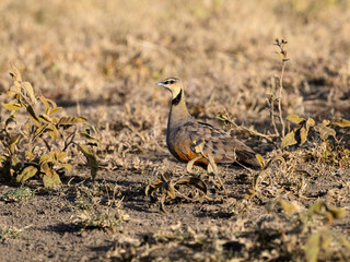 Yellow-throated Sandgrouse foraging in savannah, Tanzania
