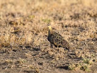 Yellow-throated Sandgrouse foraging in savannah, Tanzania