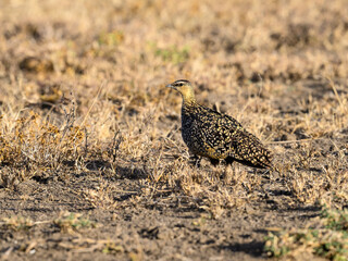 Yellow-throated Sandgrouse foraging in savannah, Tanzania