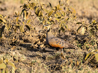Yellow-throated Sandgrouse foraging in savannah, Tanzania