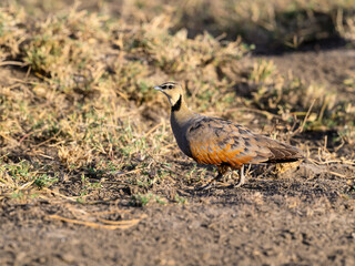 Yellow-throated Sandgrouse foraging in savannah, Tanzania