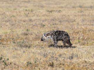 Spotted Hyena walking in Serengeti National park, Tanzania, East Africa