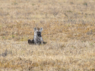 Spotted Hyena resting in Serengeti National park, Tanzania, East Africa