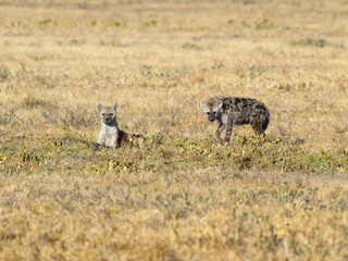 Spotted Hyenas in Serengeti National park, Tanzania, East Africa