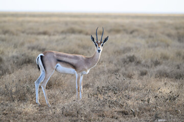 Thomson's Gazelle standing in the sun-dried savannah in the dry season