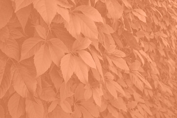 Peach fuzz grape leaves on the wall close-up. Wild grapes monochrome background. Color of the year 2024.