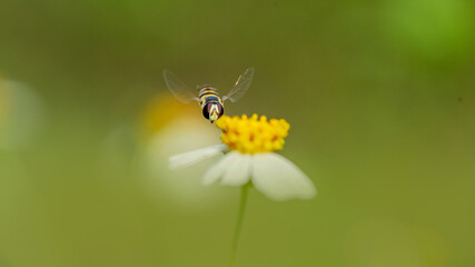 hover fly on flower