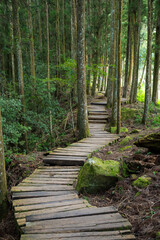 Beautiful wooden path in the tree forest