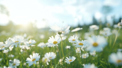 Flowers, background image, flower field, brightness, freshness, scenery, landscape, nature