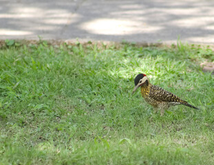 Photograph of a Royal Woodpecker in Tucumán