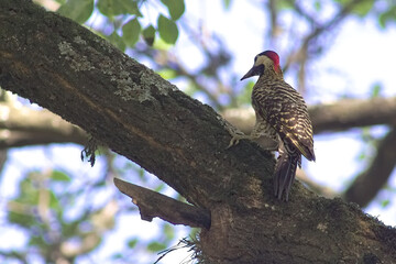 Photograph of a Royal Woodpecker in Tucumán