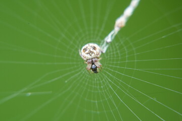 The Cyclosa confraga is a species of orb-weaving spider known for its unique web-building behavior and appearance. These spiders belong to the family Araneidae|鬼蛛屬