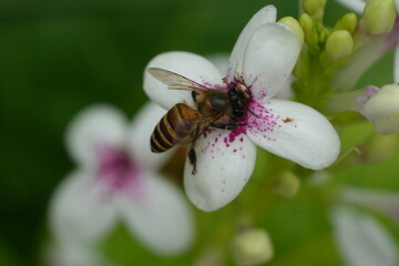 bee on a flower