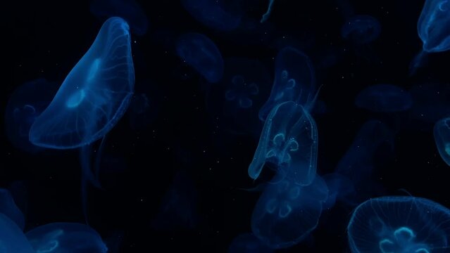 Ethereal Underwater Beauty Colorful Jellyfish Gliding in the Ocean Depths