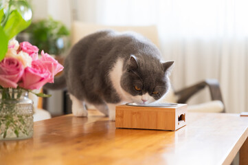 British shorthair cat eating cat food on table