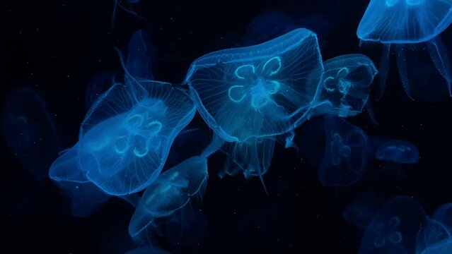 Ethereal Underwater Beauty Colorful Jellyfish Gliding in the Ocean Depths