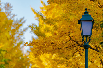イチョウの黄葉が美しい並木道と街灯