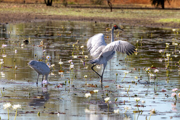 A pair of Australian cranes (Antigone rubicunda) also known as a Brolga. Tropical North Queensland.	